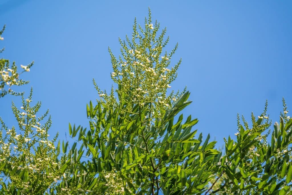 9 ailanthus altissima
