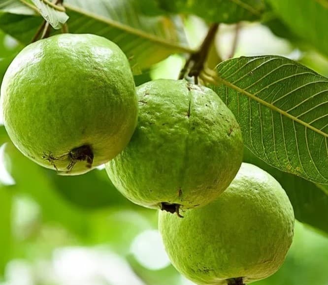 Banarasi guava