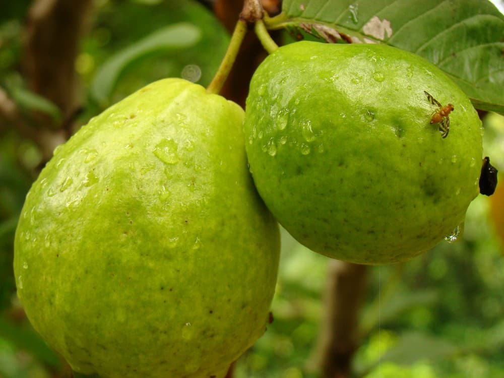Giant Vietnamese guava