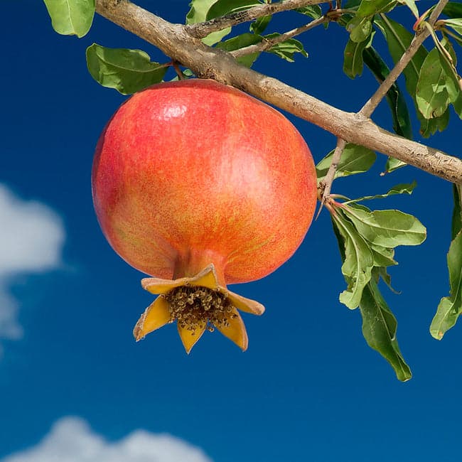 Wonderful Pomegranate tree