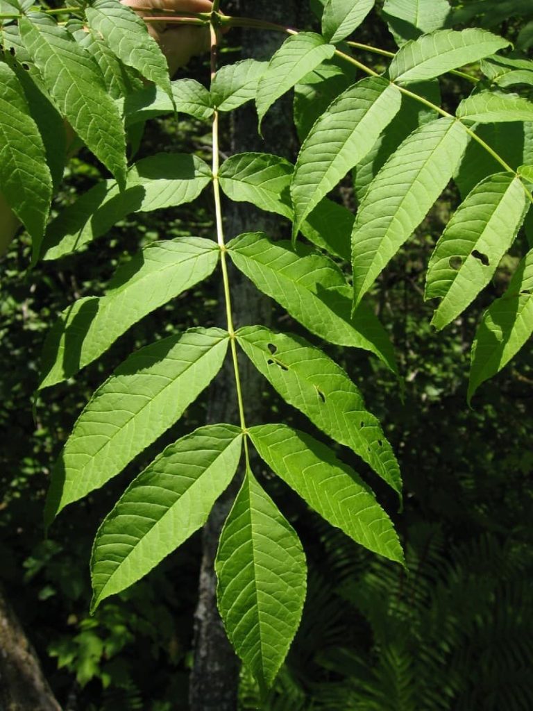 black ash Fraxinus nigra leaves