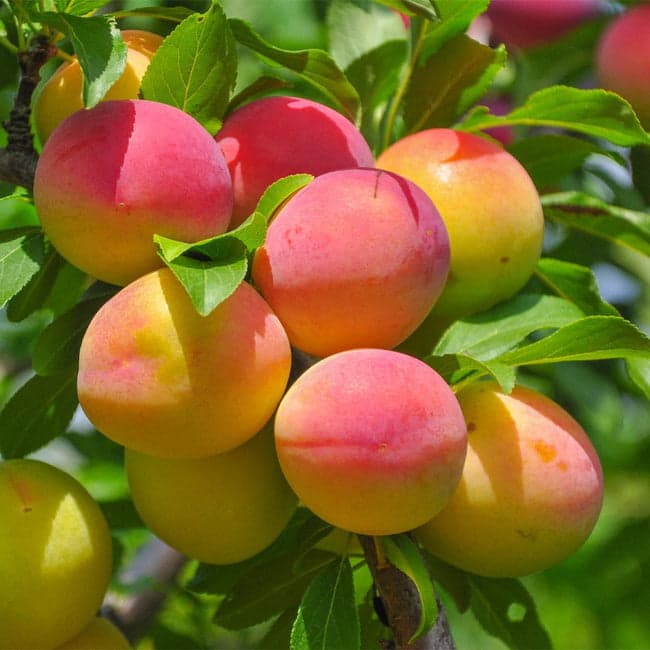 blenheim apricot tree