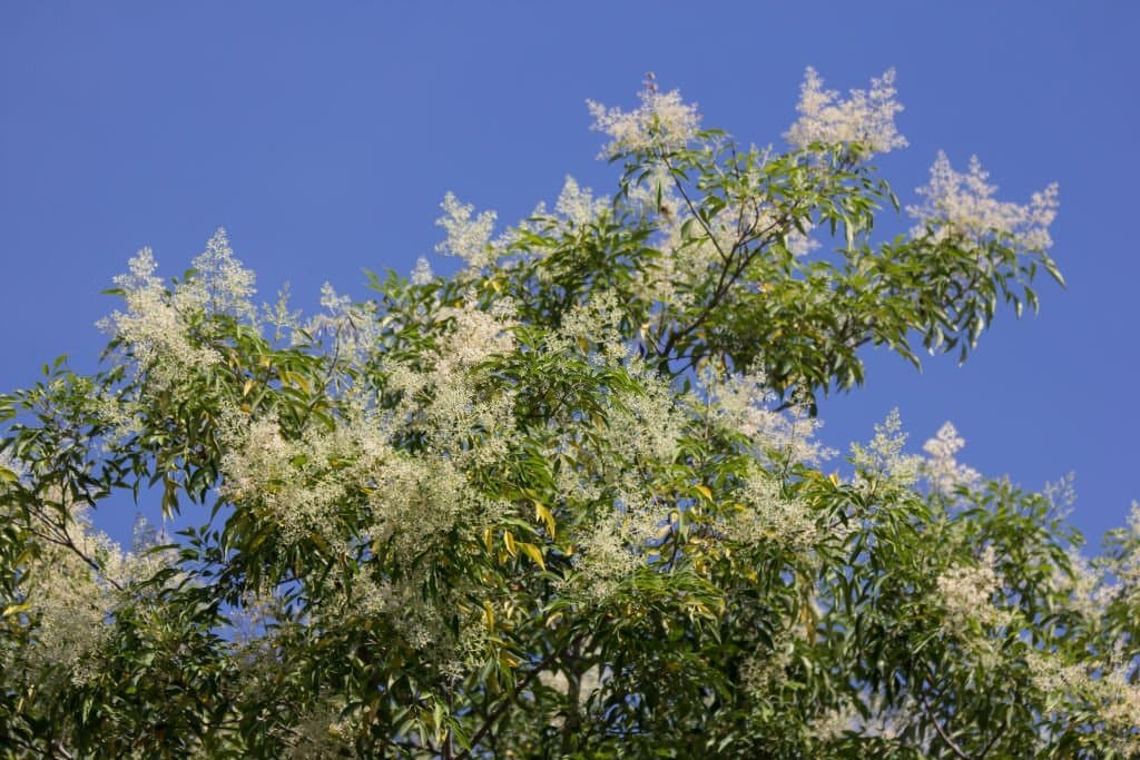 fraxinus griffithii tree