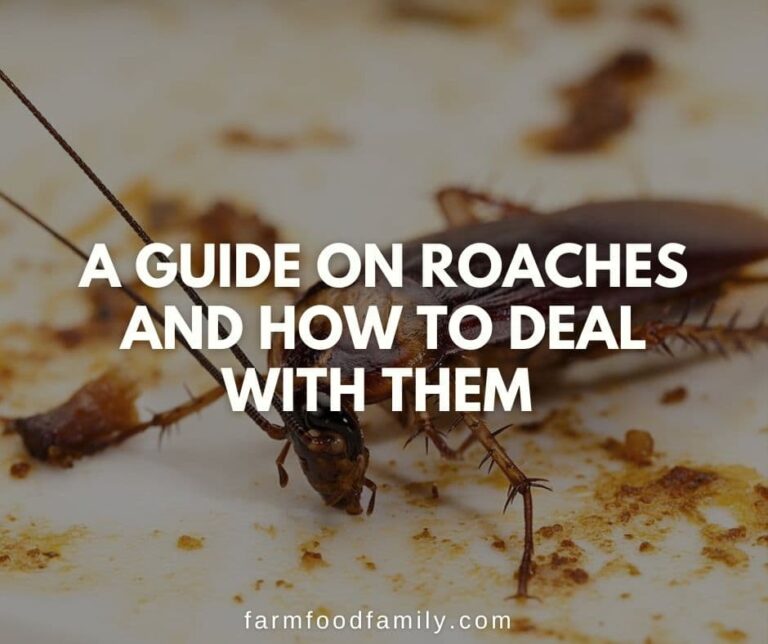 A Guide On Roaches and How To Deal With Them
