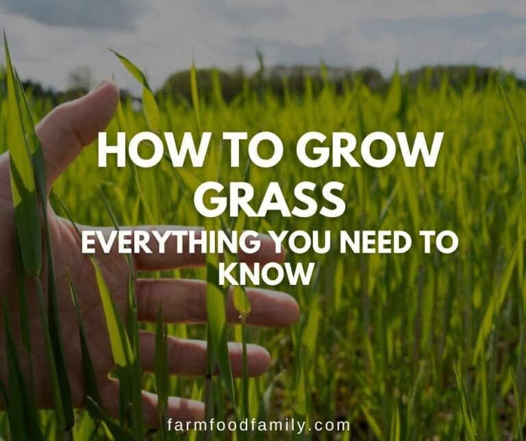 How to Grow Grass – Everything You Need to Know 