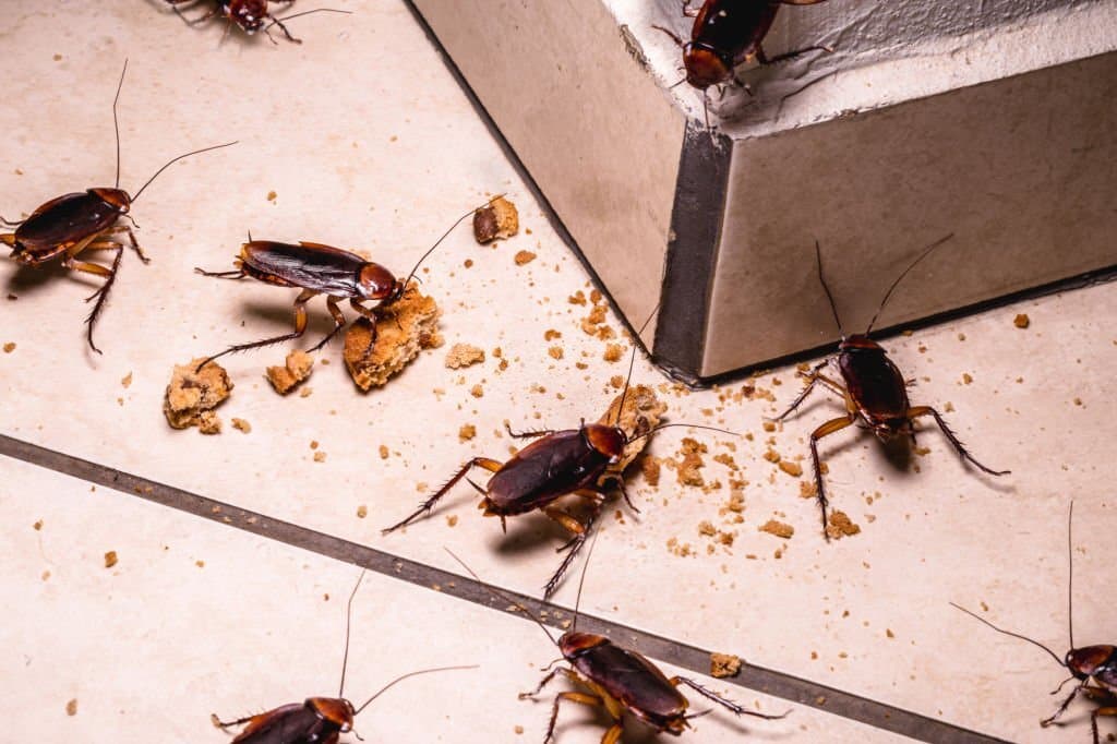 infestation of cockroaches