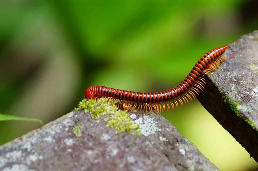 millipede vs centipedes