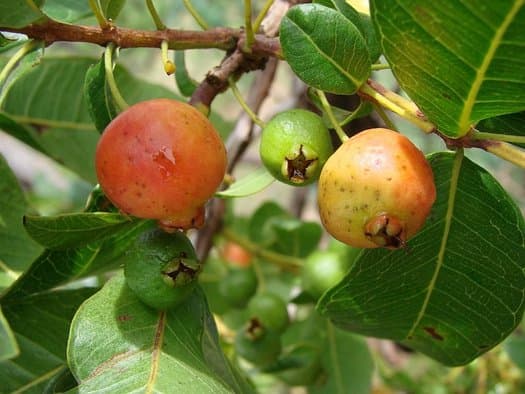 mountain guava