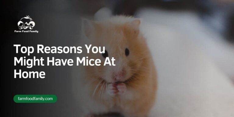 Top Reasons You Might Have Mice At Home (And What You Can Do)