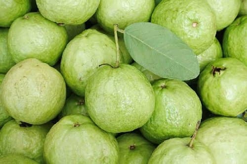 round guava