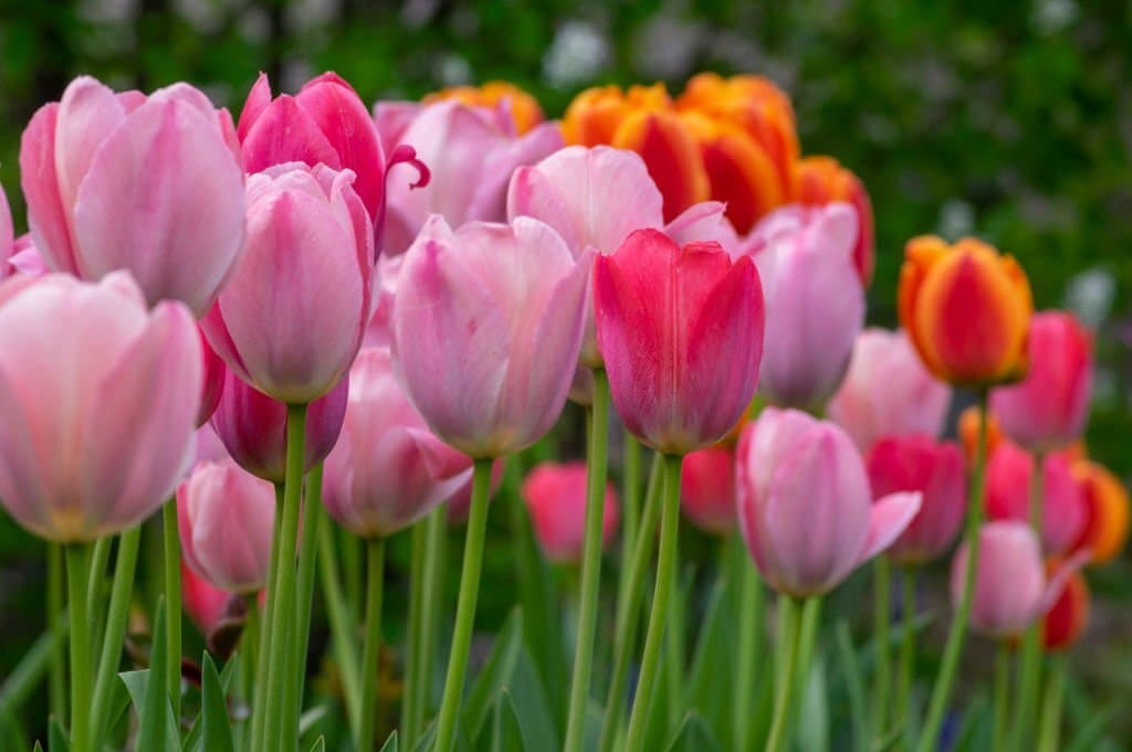 garden field with tulips