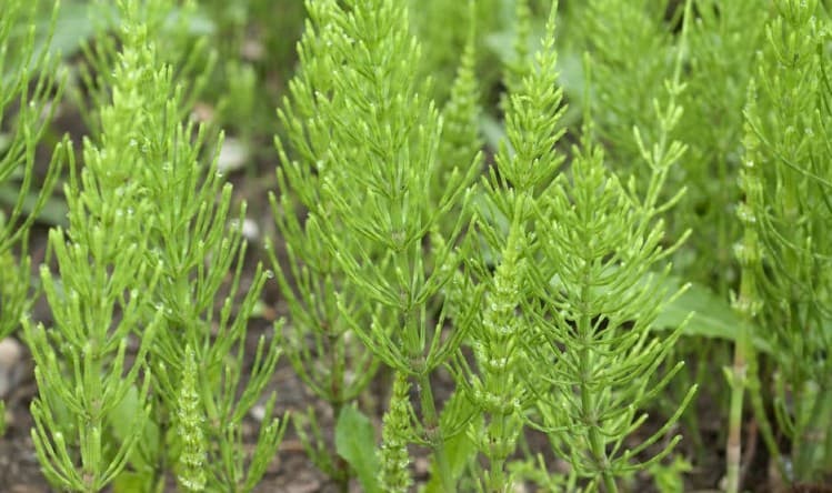 horsetail weed