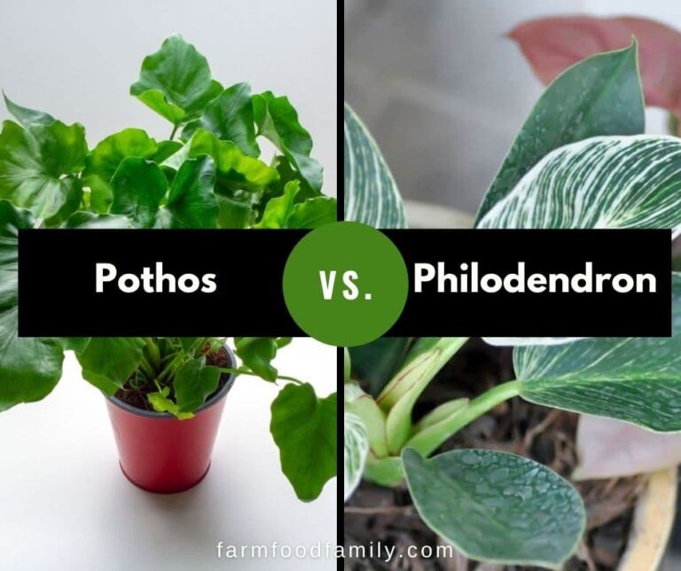 Pothos vs Philodendron: Which Houseplant is Better for You?
