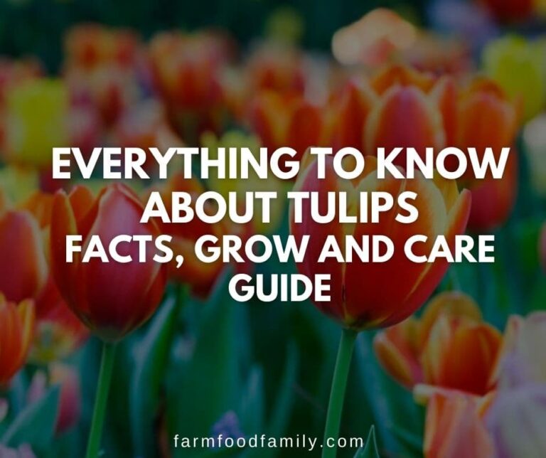 Everything to Know about Tulips: Facts, Growing and Care Guide