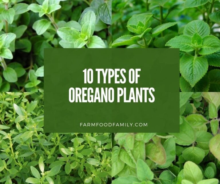 10 Different Types of Oregano Plants: Their Uses and Benefits (Pictures)