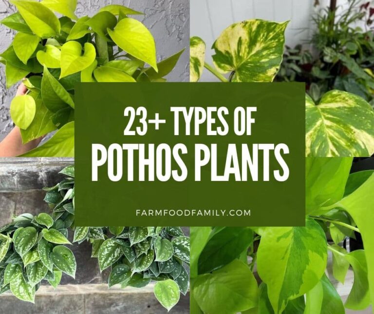 The 23 Best Types of Pothos Plants (With Names and Pictures)