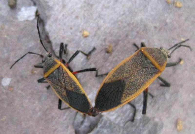 bordered plant bugs