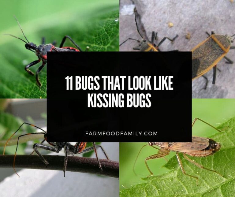 11 Bugs That Look Like Kissing Bugs (But Aren’t): Identifying