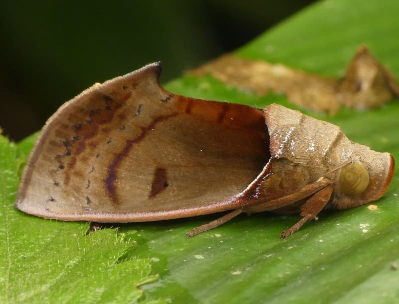 dead leaf moth