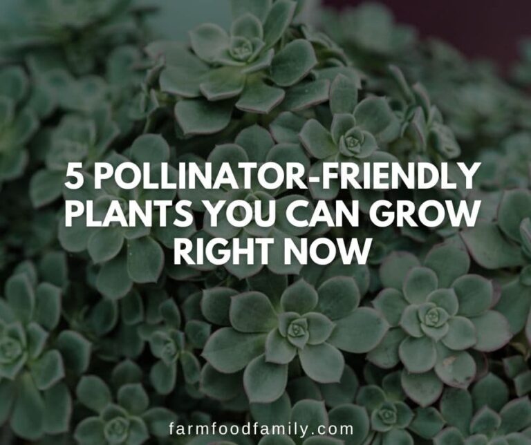 5 Pollinator-Friendly Plants You Can Grow Right Now