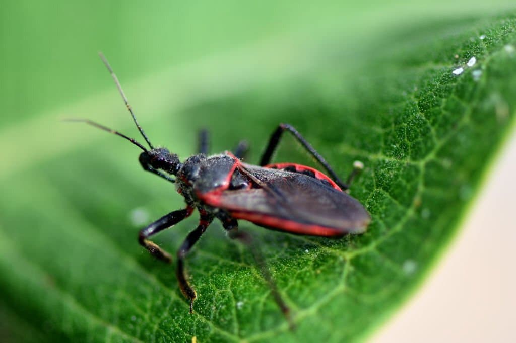 what is kissing bug