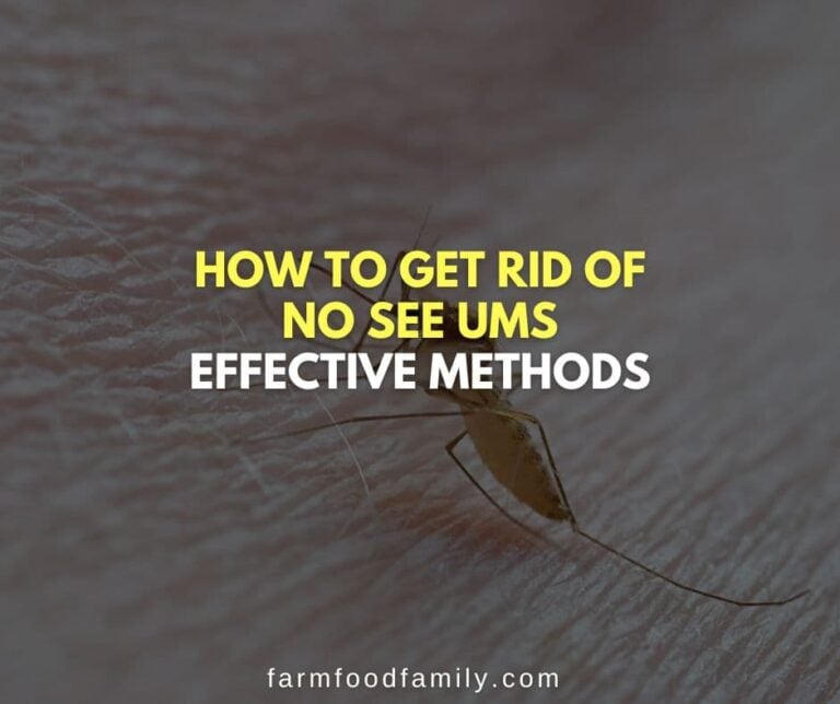 How to Get Rid of No See Ums: 16 Effective Methods for extermination