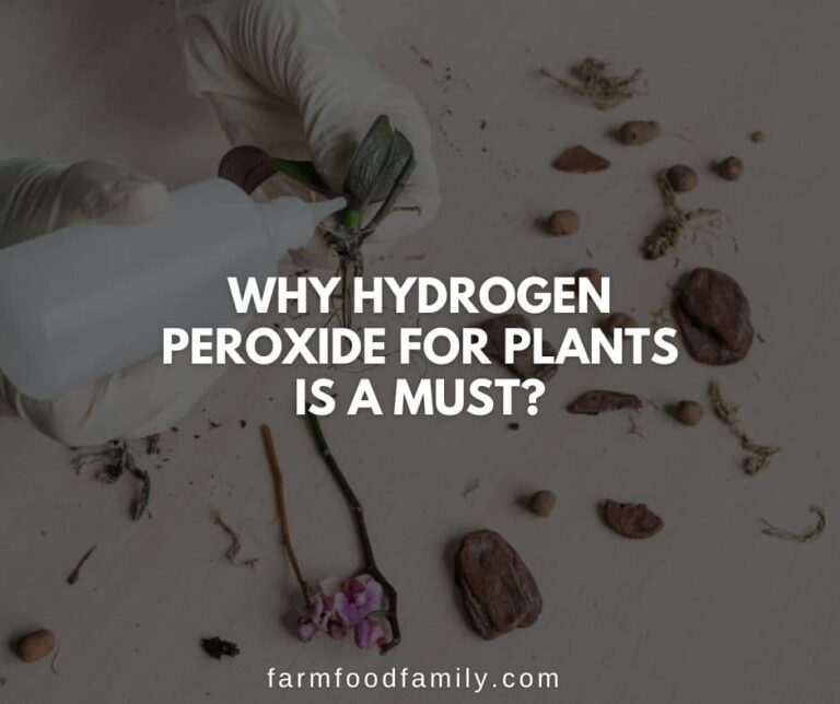 Why Hydrogen Peroxide for Plants is a Must?