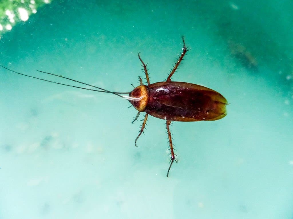 cockroach swim