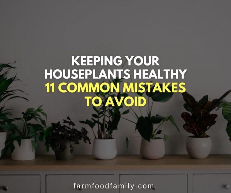 Keeping Your Houseplants Healthy: 11 Common Mistakes to Avoid