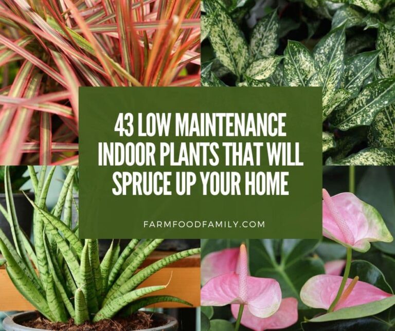 43 Low Maintenance Indoor Plants That Will Spruce Up Your Home