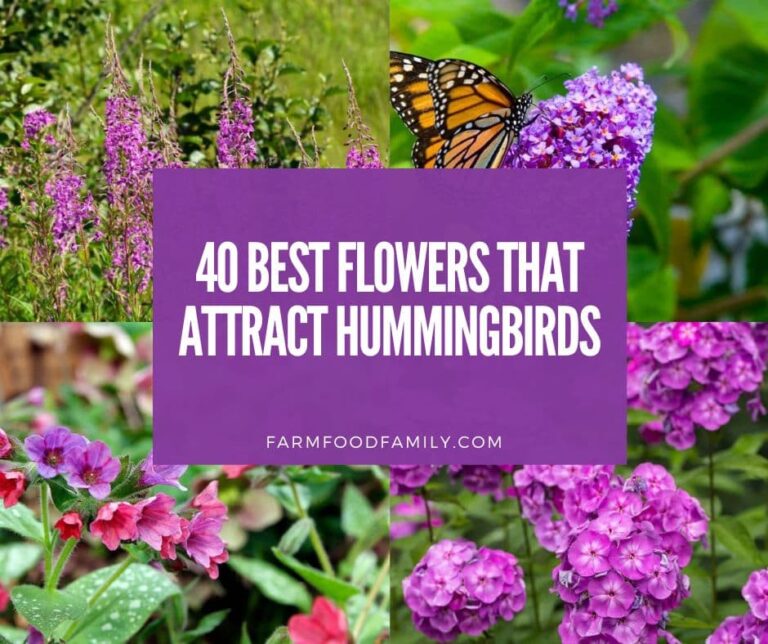 What Flowers Attract Hummingbirds? (40 Best Plants)