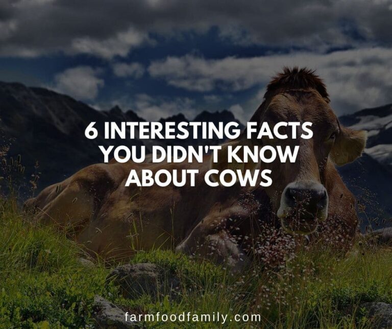 6 Interesting Facts You Didn’t Know About Cows