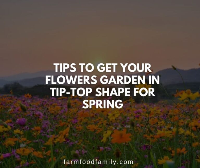 Tips to Get Your Flowers Garden in Tip-Top Shape for Spring