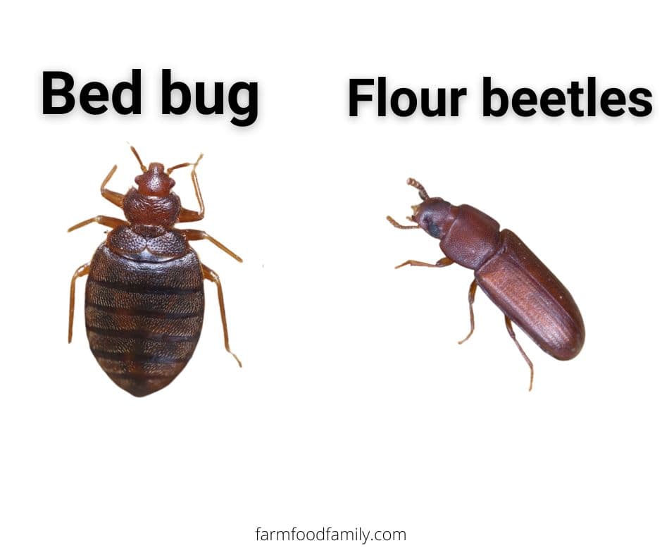 bed bugs vs flour beetles