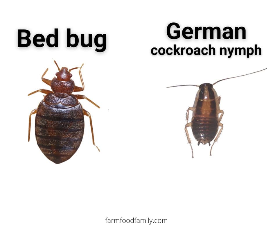 bed bugs vs german cockroach nymph
