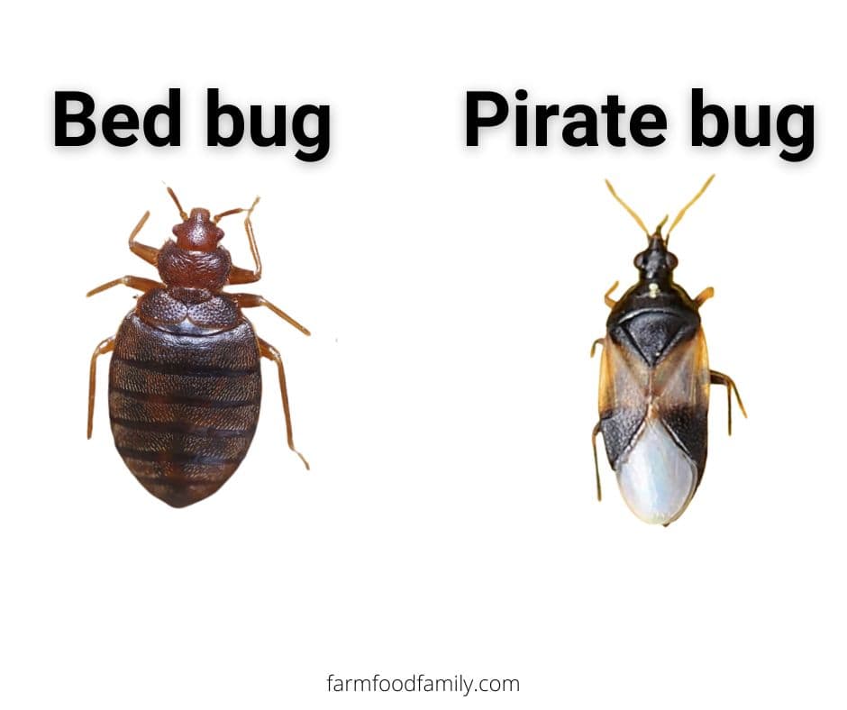 bed bugs vs pirate bugs