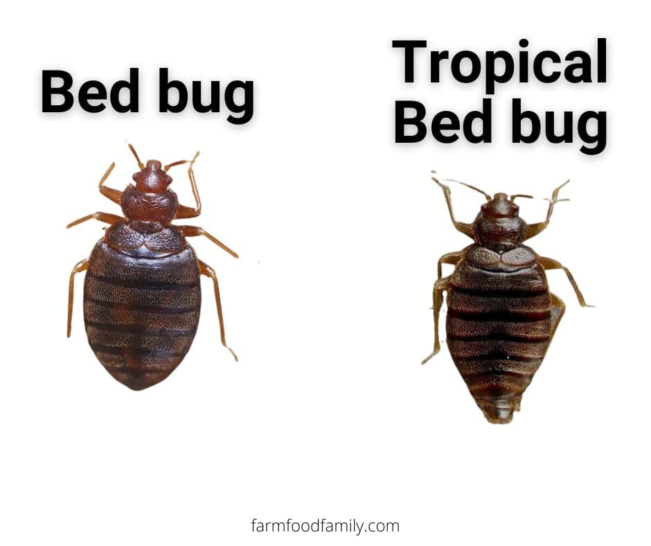 bed bugs vs tropica bed bugs