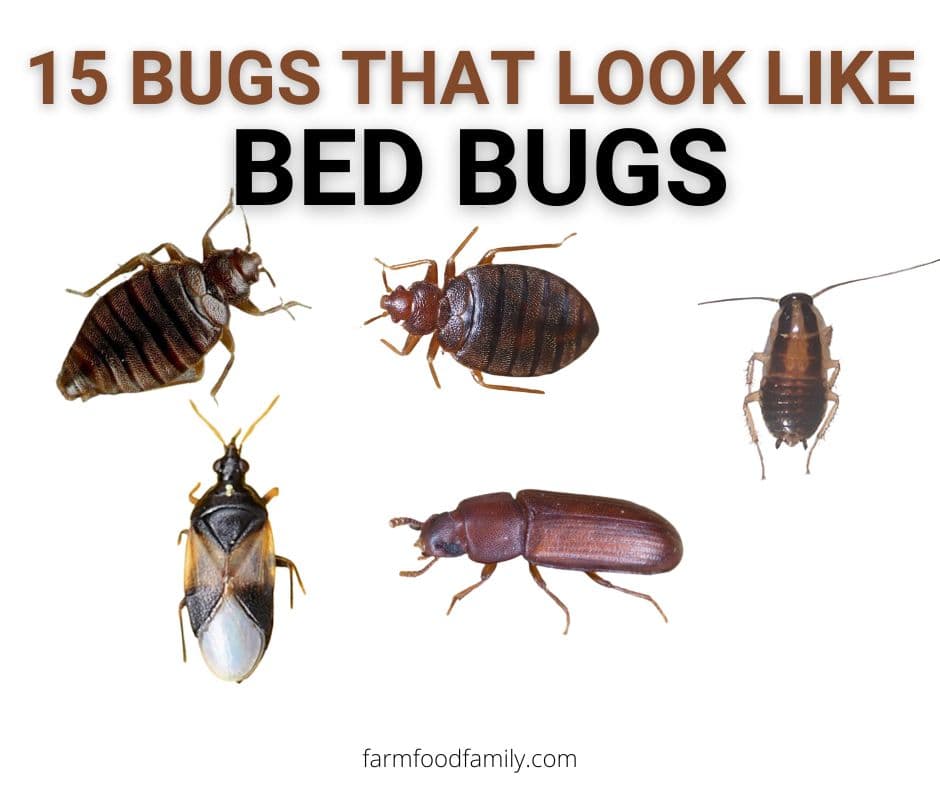 15 Bugs That Look Like Bed Bugs But Aren't (With Pictures)