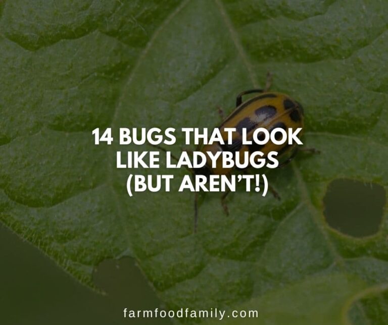 14 Bugs That Look Like Ladybugs (But Aren’t!)