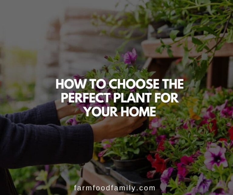 How To Choose The Perfect Plant For Your Home