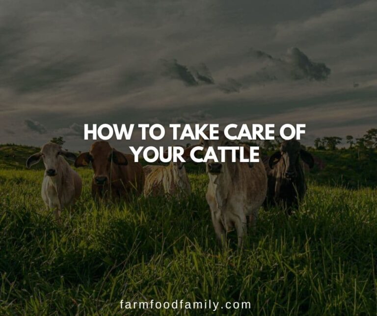 Own a Farm? Here’s How to Take Care of Your Cattle
