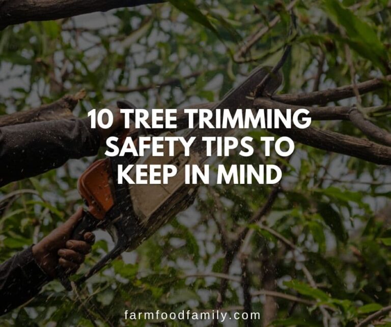 10 Tree Trimming Safety Tips To Keep In Mind