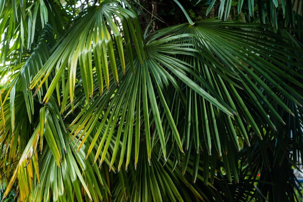 California Fan Palm Washingtonia filifera