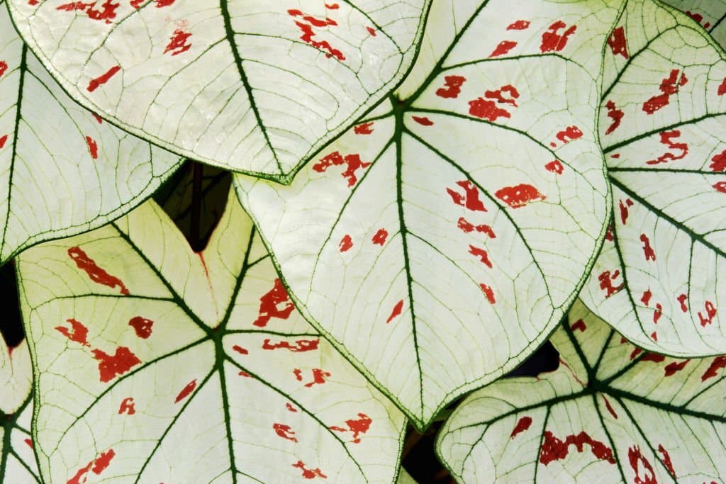 caladium plant