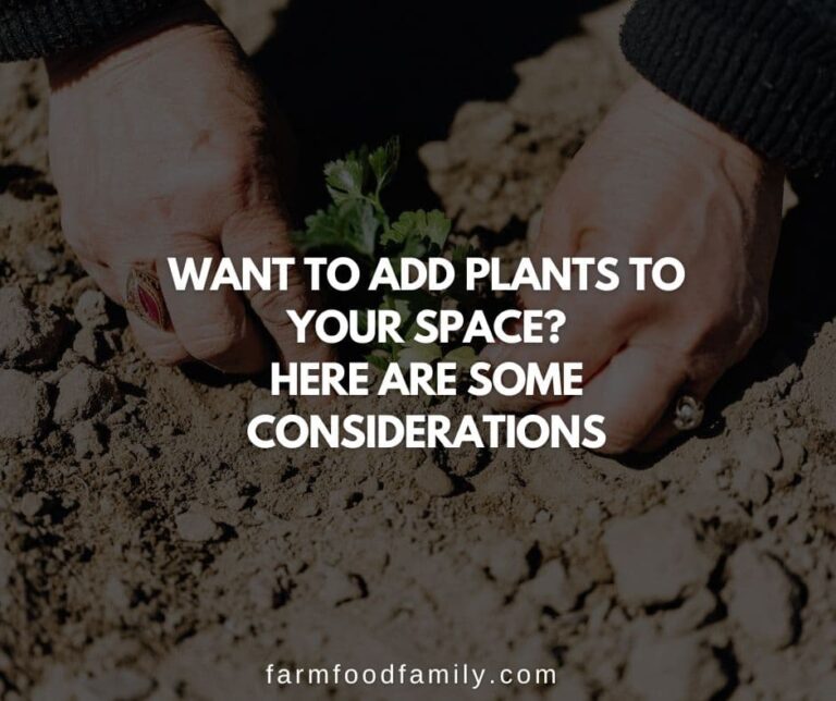 Want To Add Plants To Your Space? Here Are Some Considerations