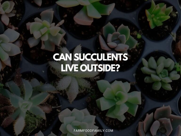 Can Succulents Live Outside?