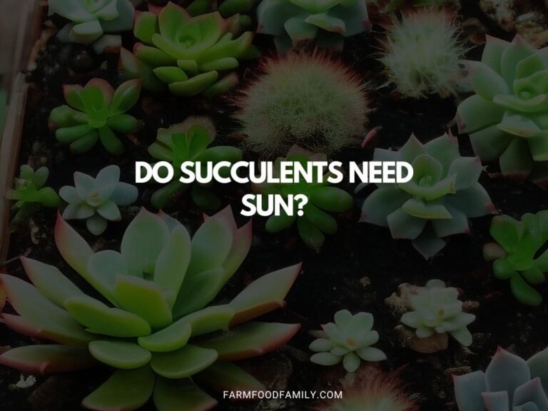 Do Succulents Need Sun?