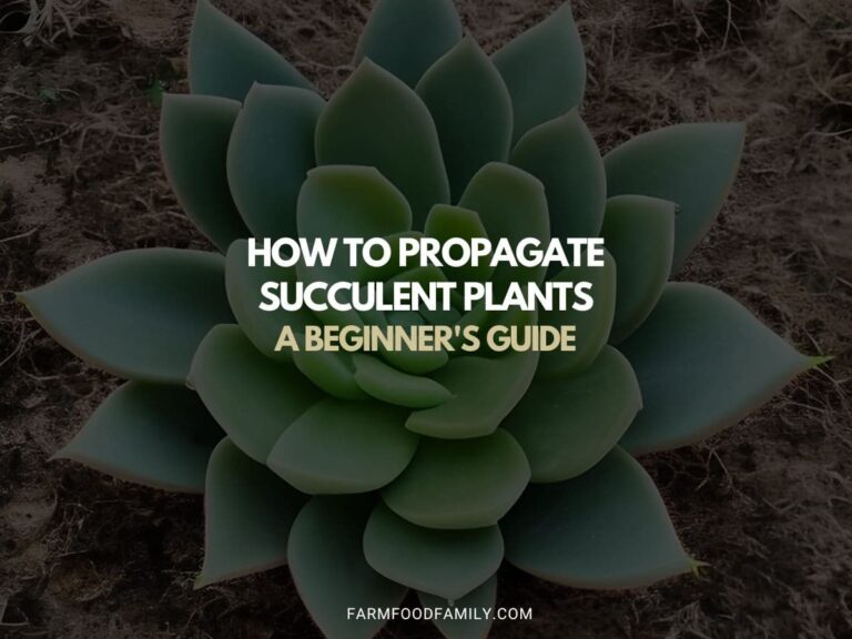 How to Propagate Succulent Plants: A Beginner’s Guide