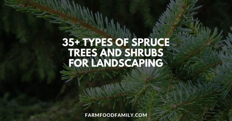35+ Types of Spruce Trees and Shrubs for Landscaping