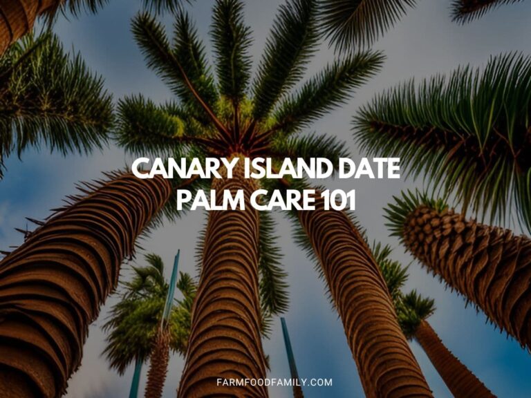 Canary Island Date Palm Care 101 | All You Need to Know